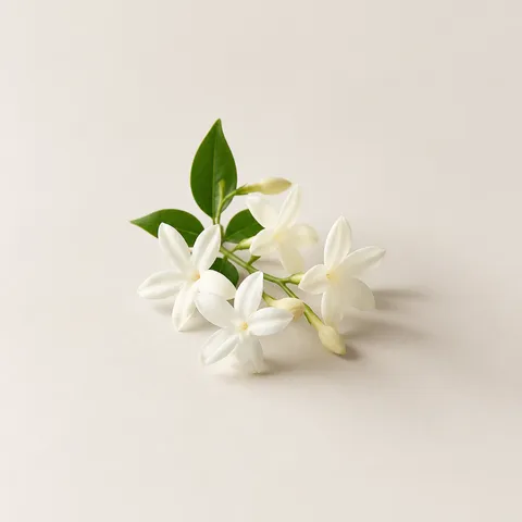 Royal Jasmine