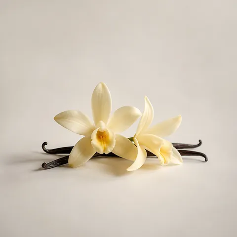 Vanilla Flowers from Madagascar