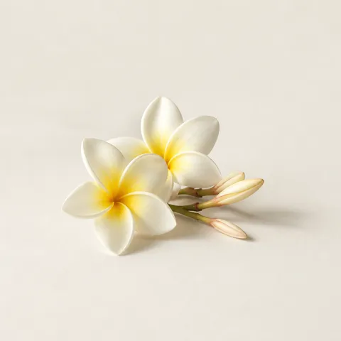 Indian Frangipani