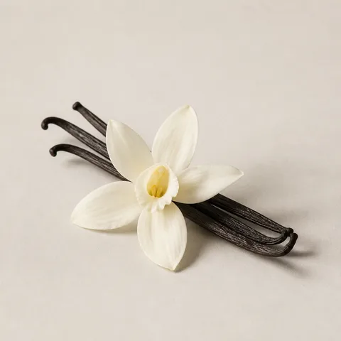Haitian Vanilla Flower