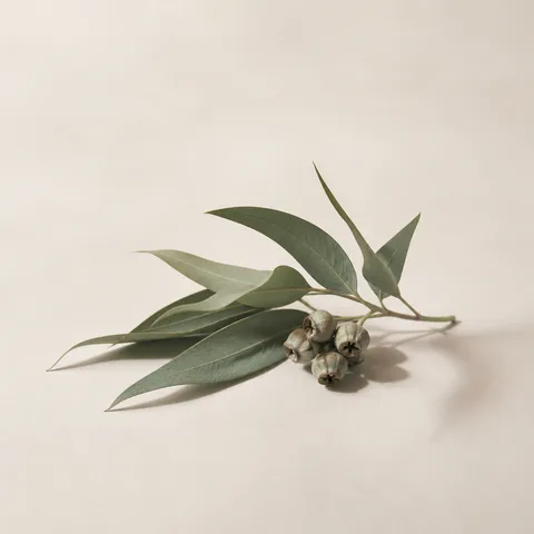 Greek Eucalyptus