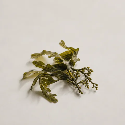 Adriatic Seaweed
