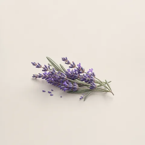 Bulgarian Lavender