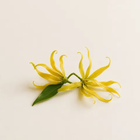 Polynesian Ylang-Ylang