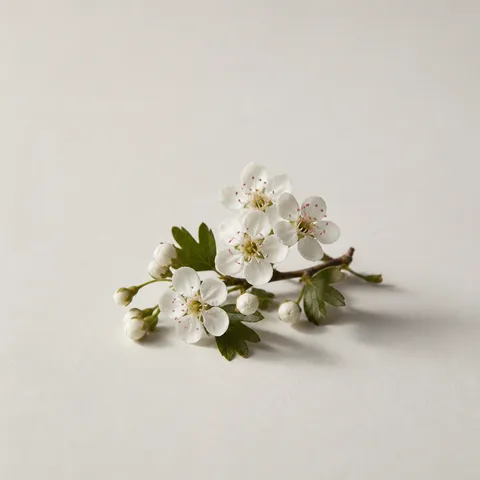 Hawthorn flower