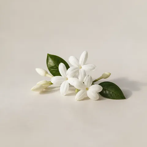 Locride Jasmine