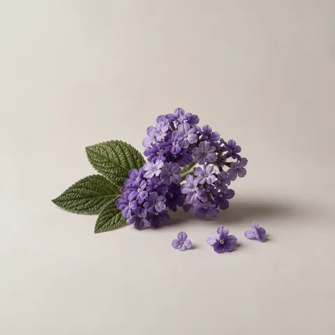 Peruvian Heliotrope