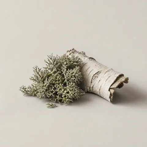 Sicilian Birch Moss