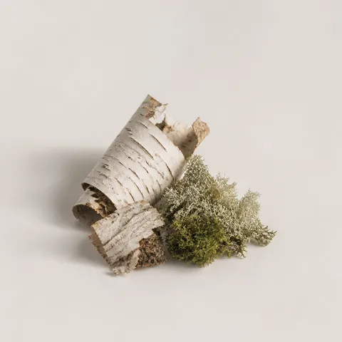 Birch from Campagna and Sensual Mosses