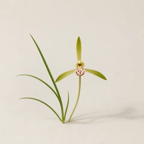 春蘭