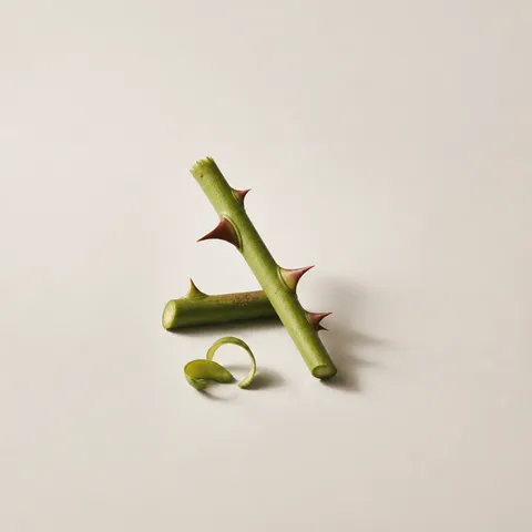 Rose Thorn
