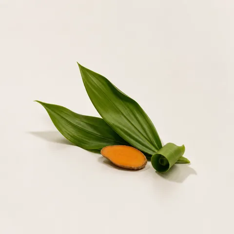 ウコンの葉