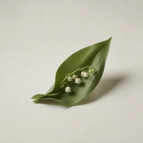 Lily of the Valley Leaf