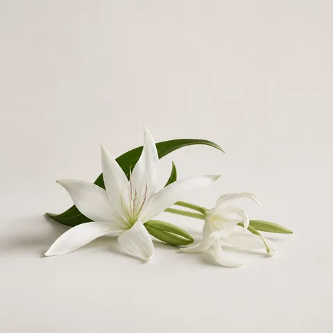 Crinum Lily