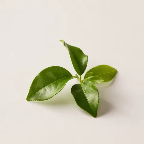 Lime Leaf