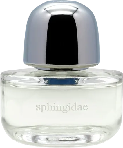 sphingidae