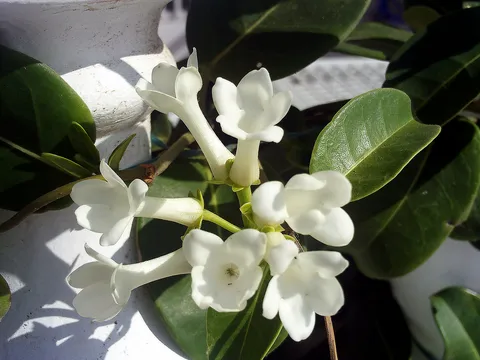 Stephanotis