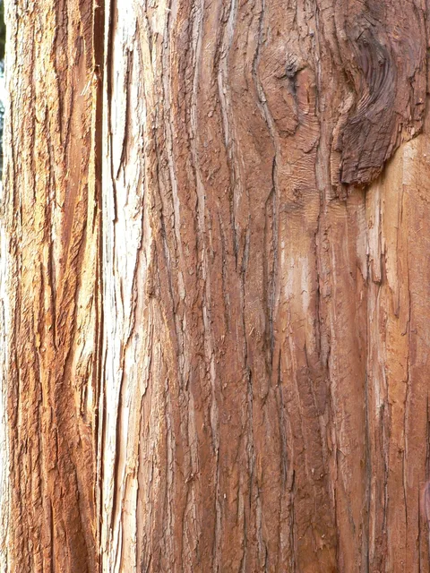 Alaska Cedarwood
