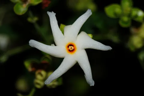 Coral Jasmine