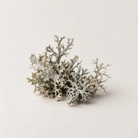 Marine Lichen