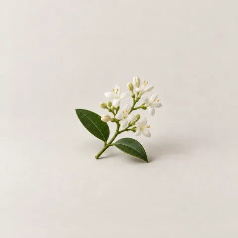 Privet
