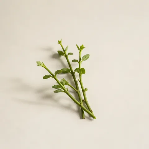 花の茎