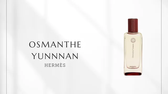 Osmanthe Yunnan