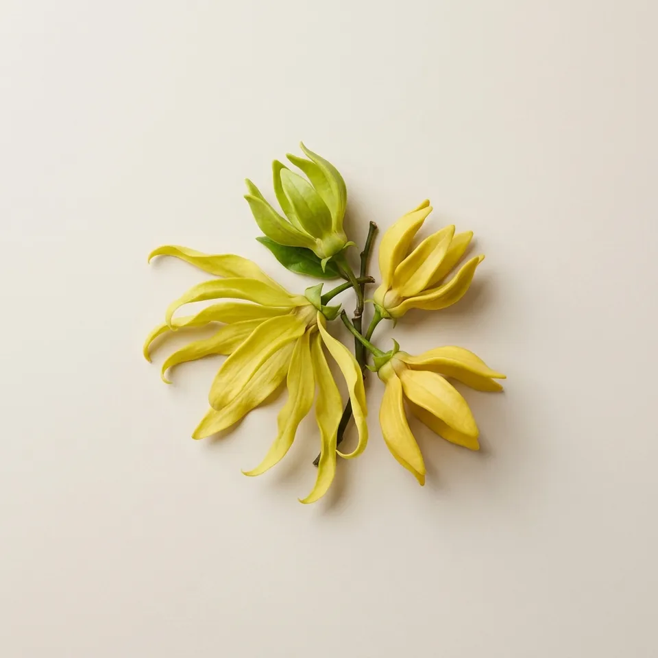 Ylang Ylang
