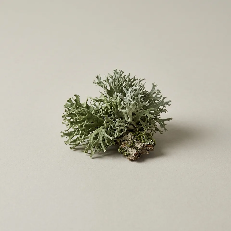 Oakmoss
