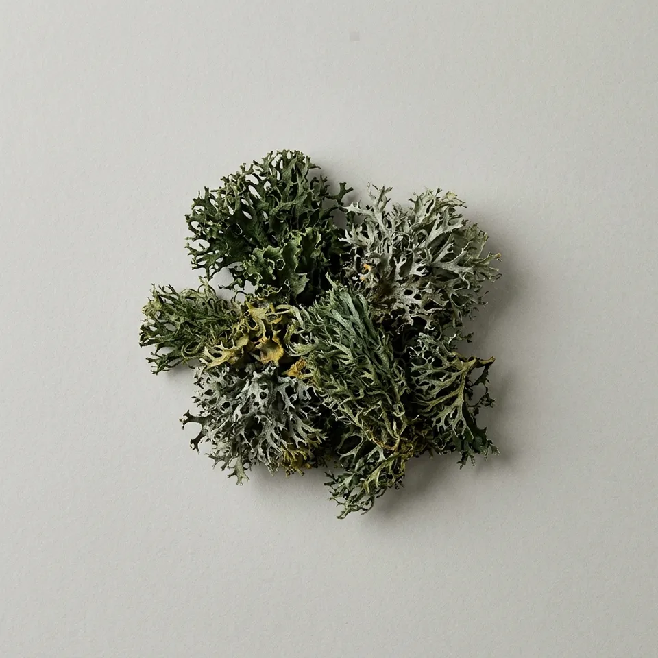 Tree Moss