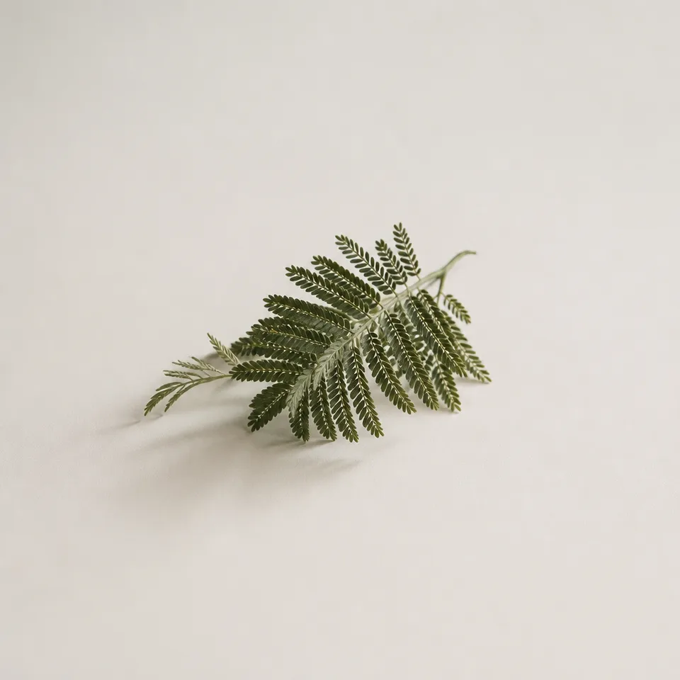 Jacaranda Leaves