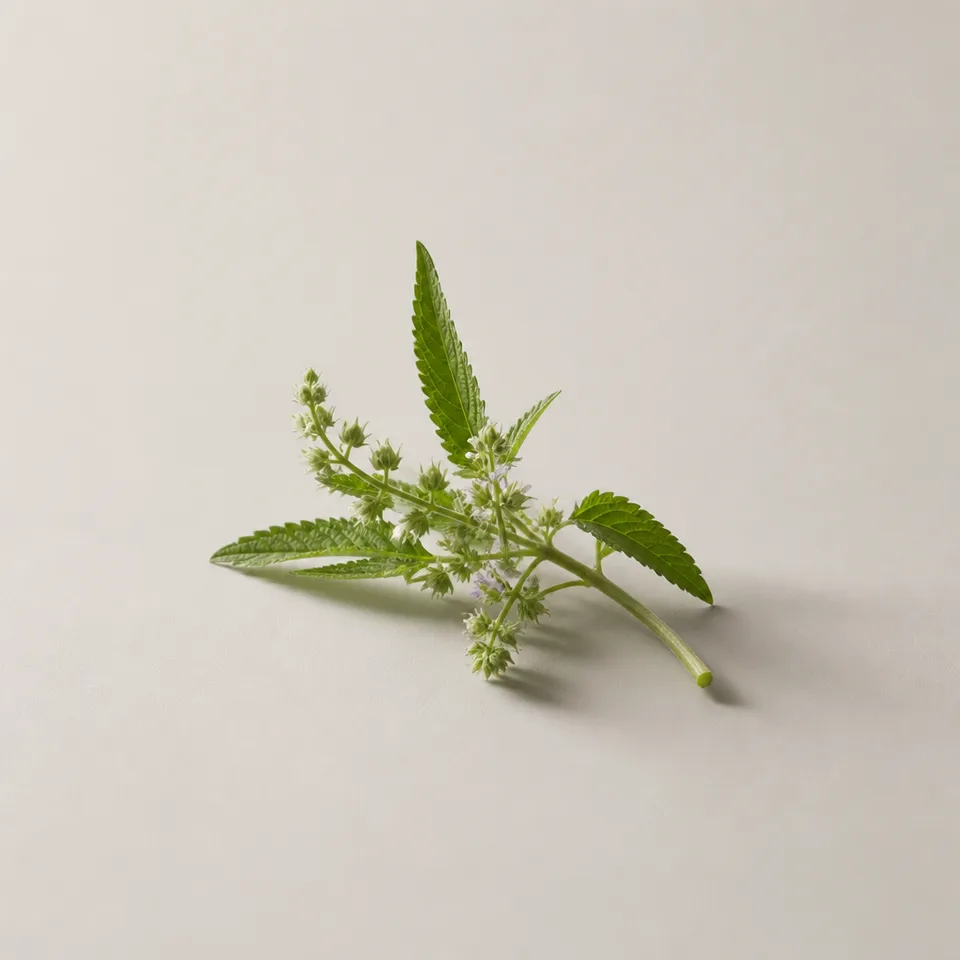 Verbena