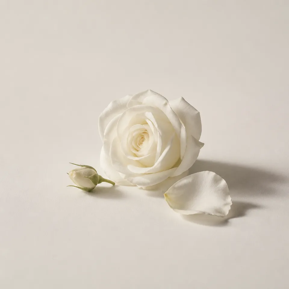 White Rose