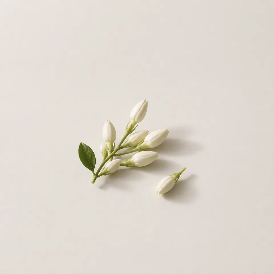 Jasmine Bud
