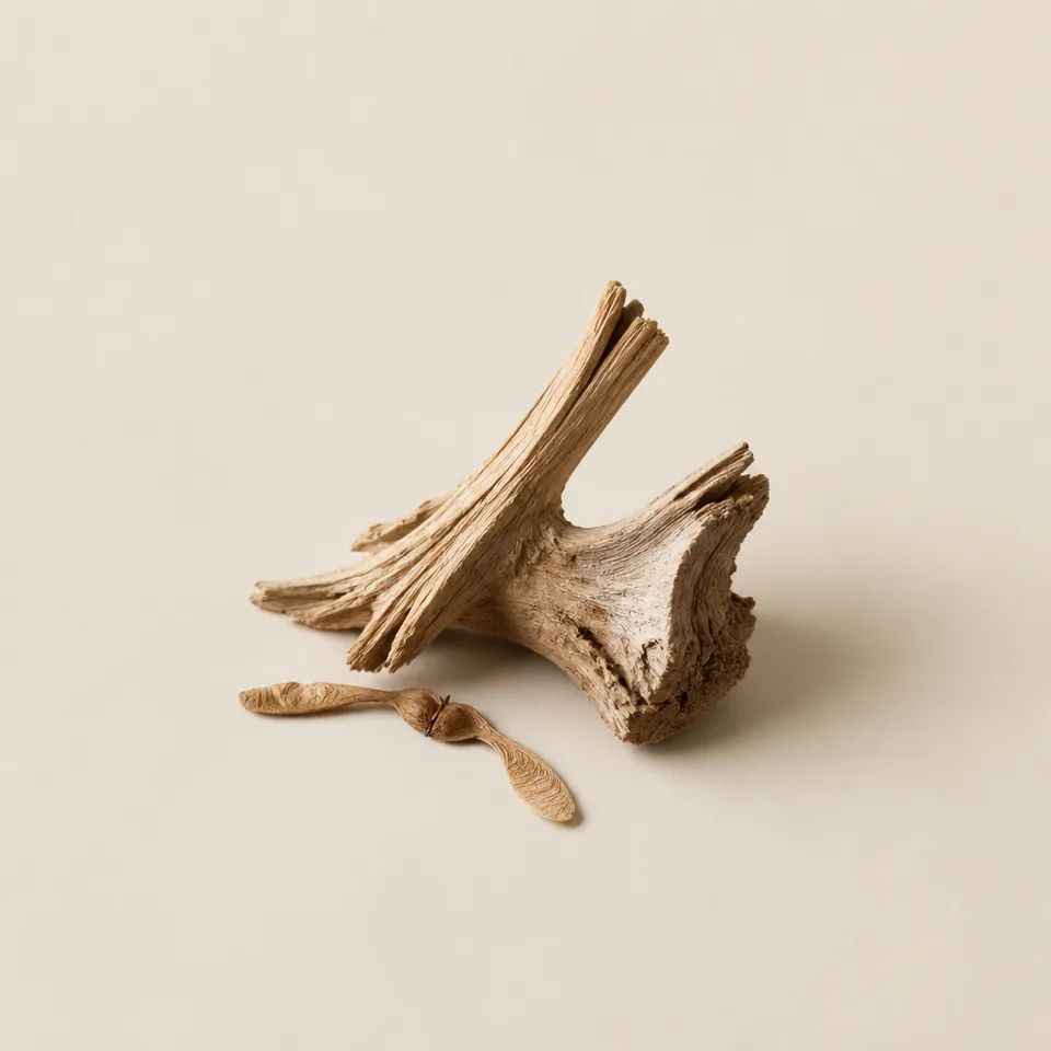 Sycamore Wood