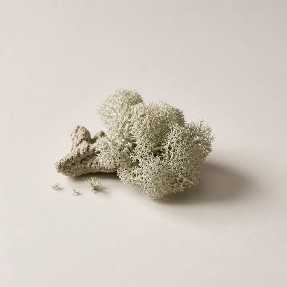 White Moss