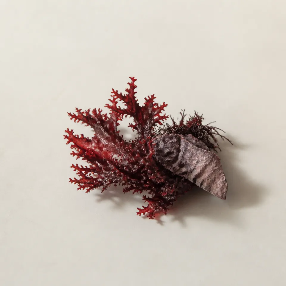 Red Seaweed