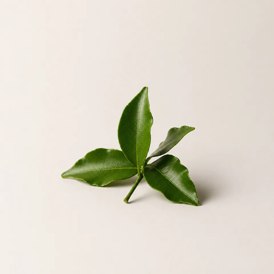Mandarin Leaf