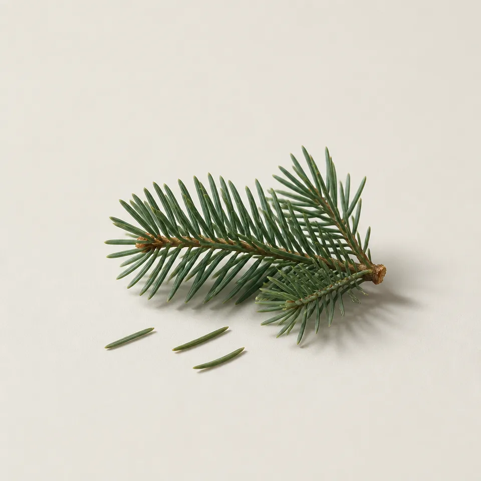 Fir Needle