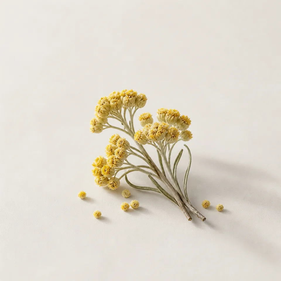Helichrysum
