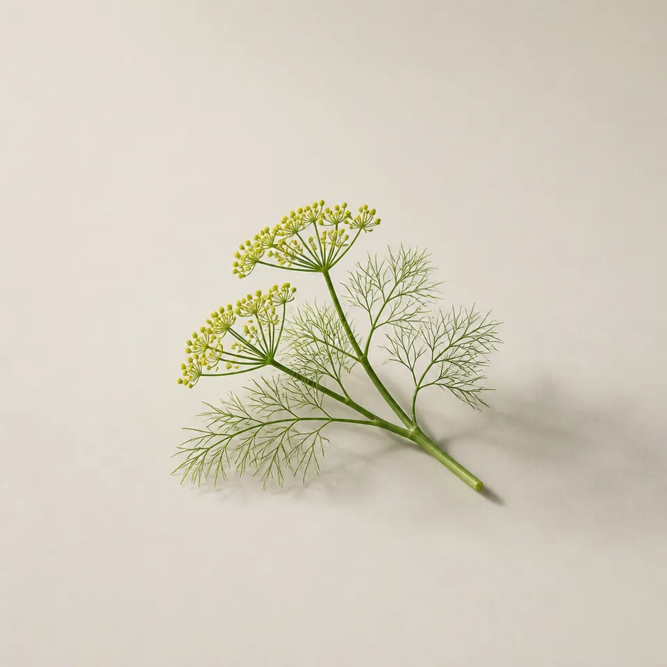 Wild Fennel