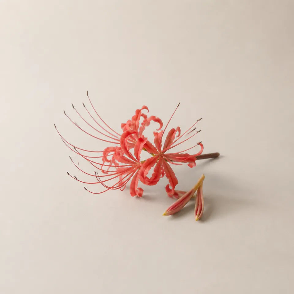 Spider Lily