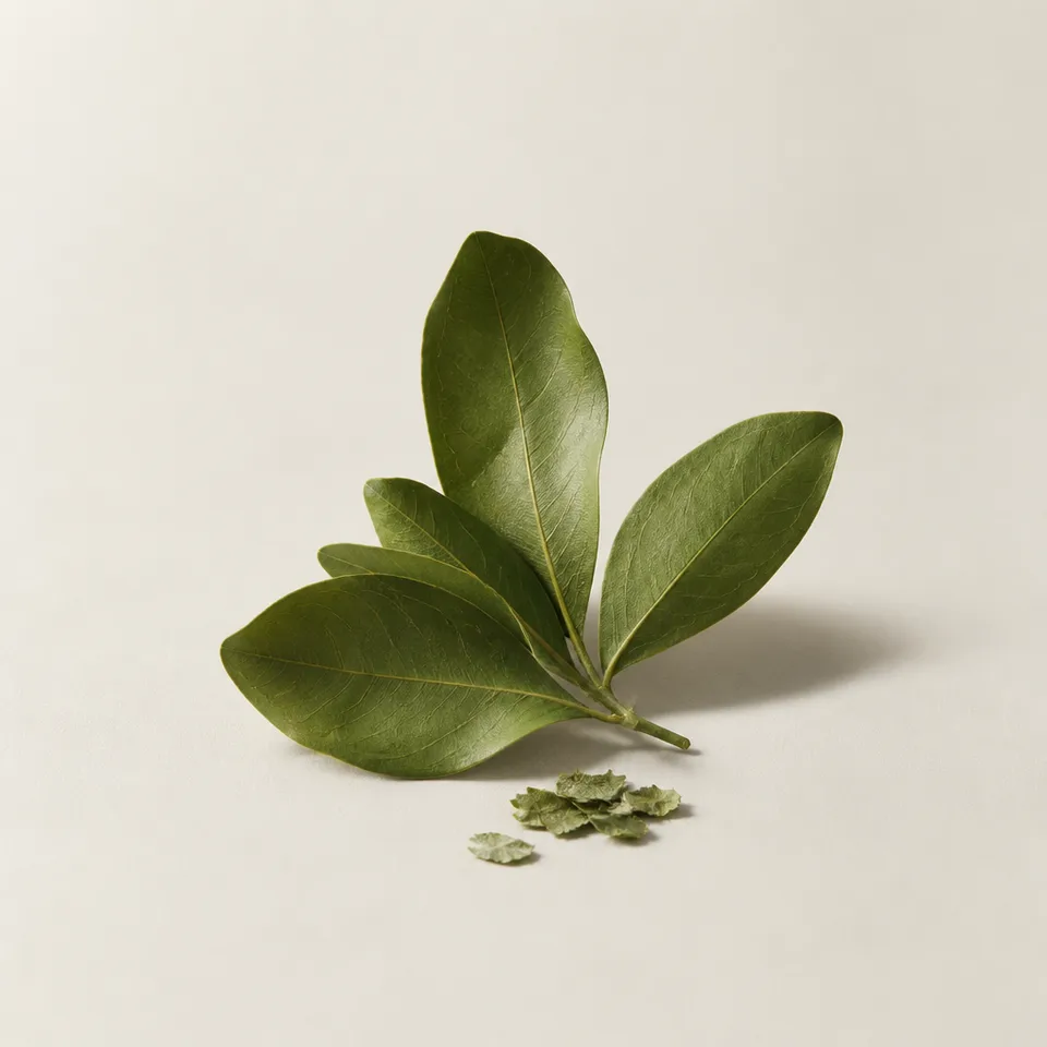 Coca Leaf