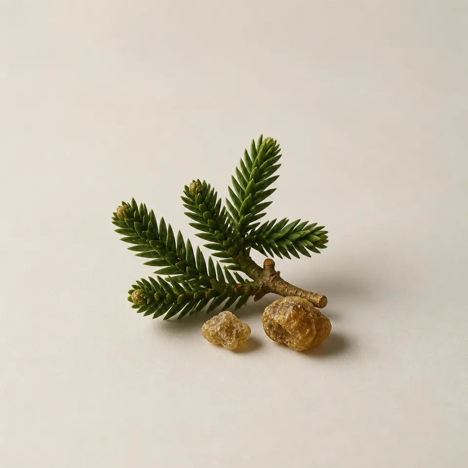 Araucaria
