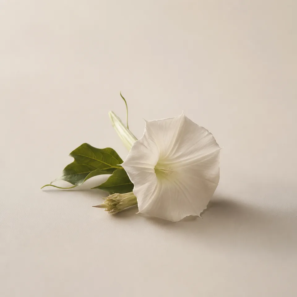 Moonflower