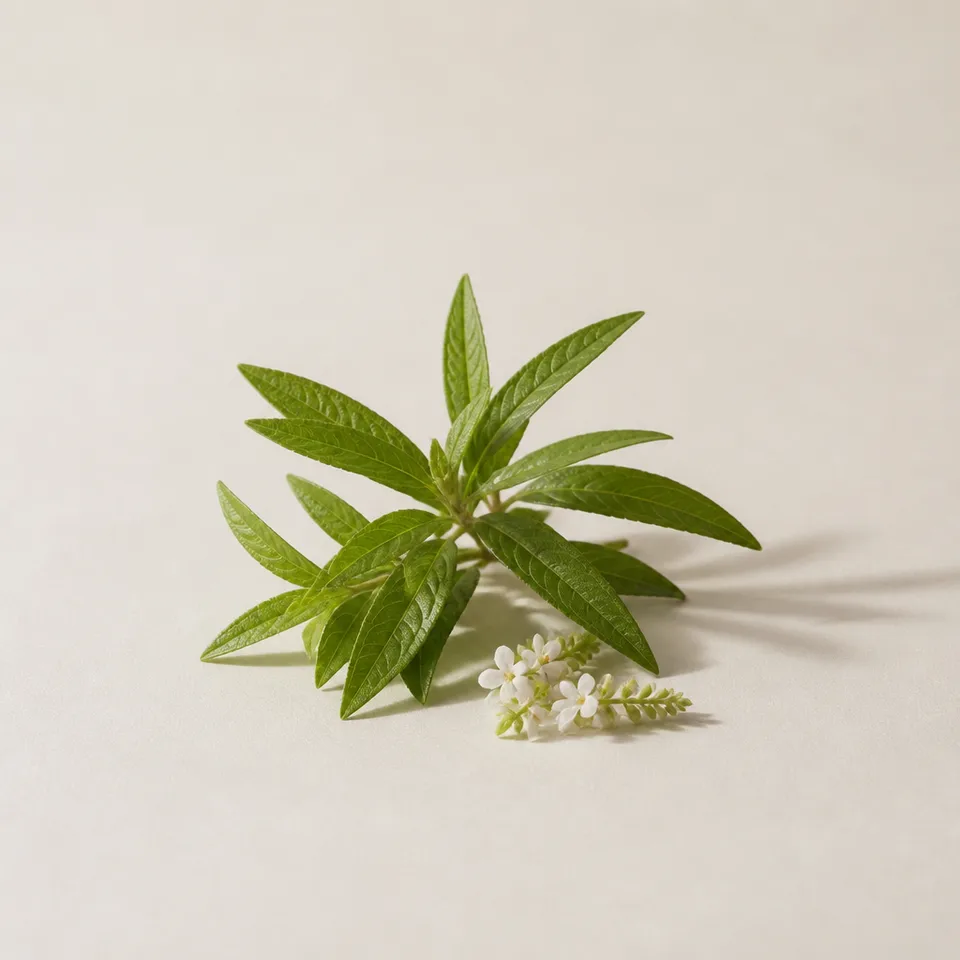 Lemon Verbena