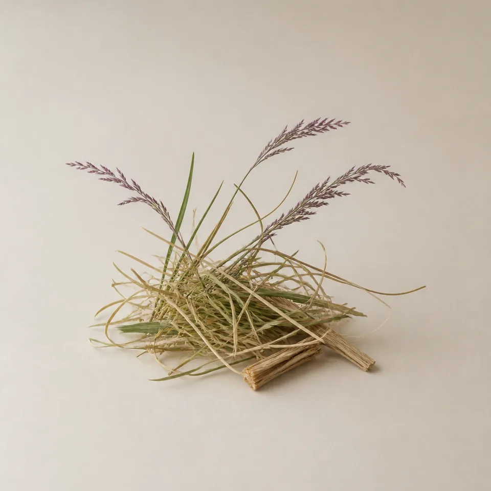 Purple Love Grass