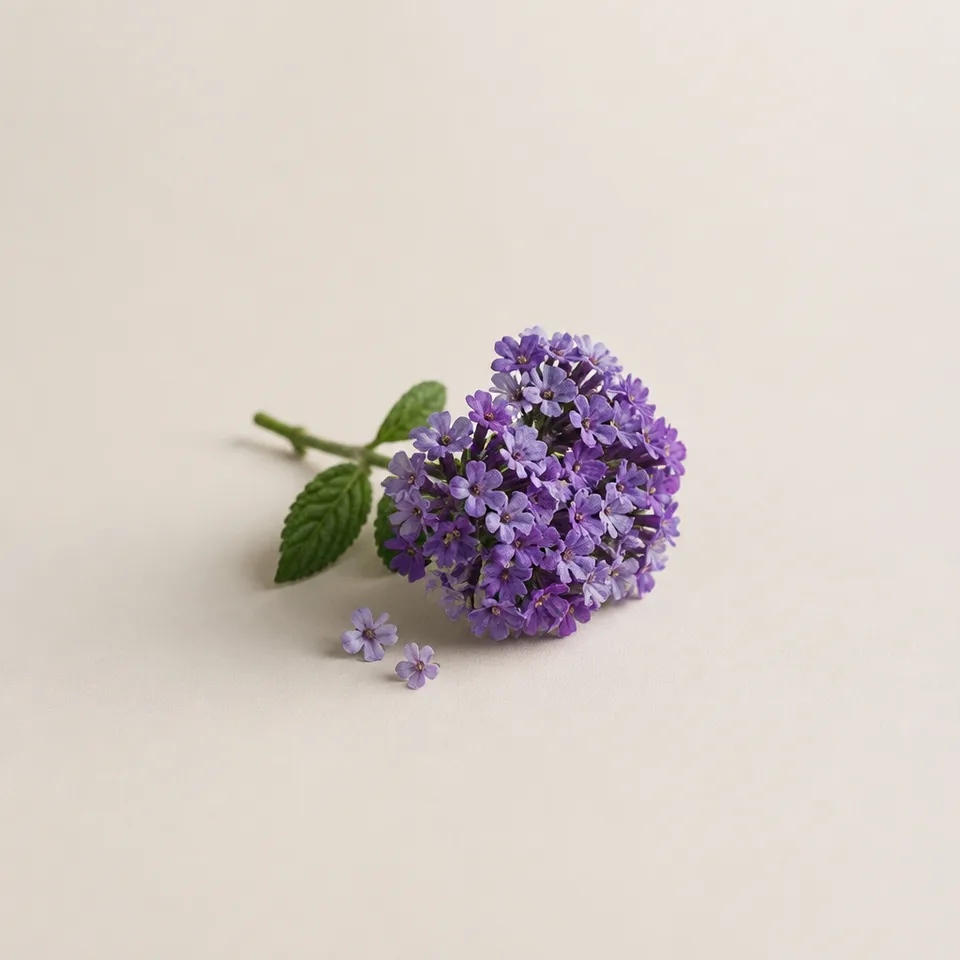 heliotropin