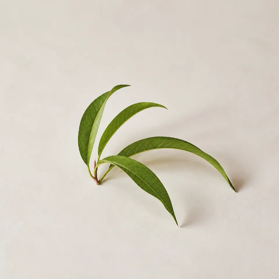Peach Leaf