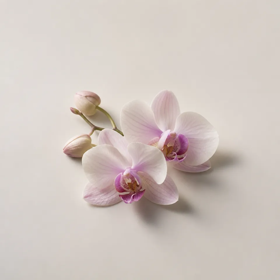 Orchids